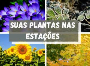 Read more about the article COMO AS ESTAÇÕES AFETA SUAS PLANTAS