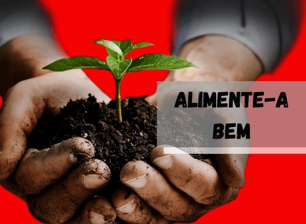 Read more about the article OS ALIMENTOS PARA SUA PLANTA