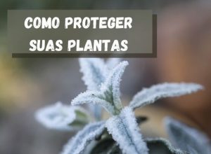 Read more about the article O QUE FAZER PARA SUAS PLANTAS NÃO MORREM NAS GEADAS