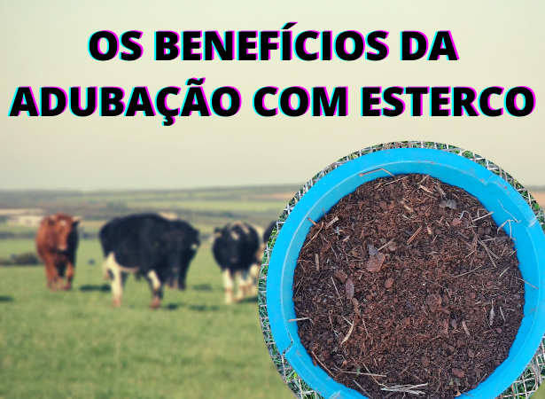 Read more about the article ADUBAÇÃO COM ESTERCO