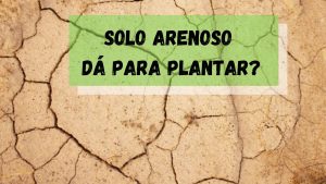 Read more about the article Como Transformar um Solo Fraco e Arenoso em Uma Terra Segura Para Plantar